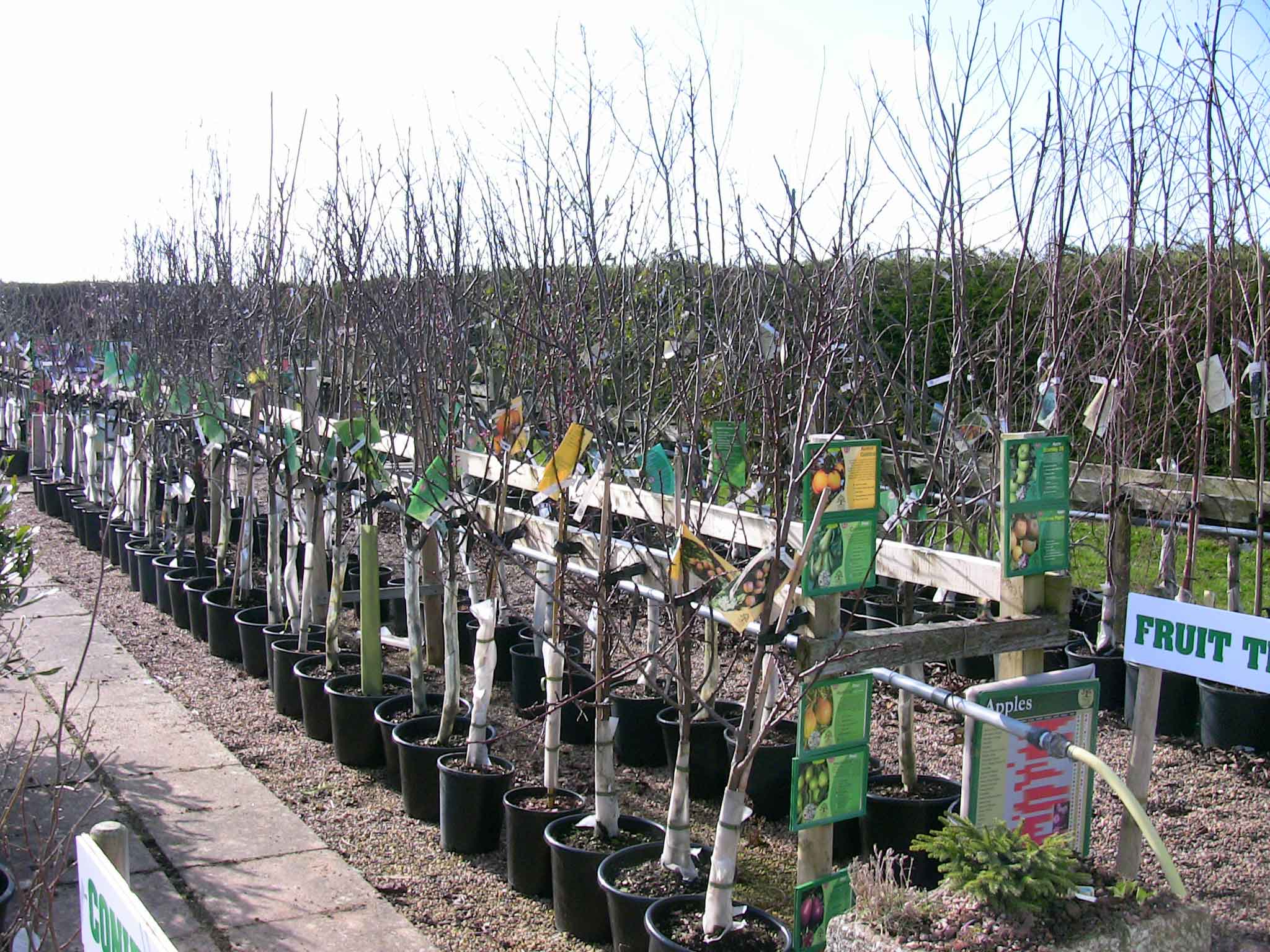 Fruit trees at Retford, Notts