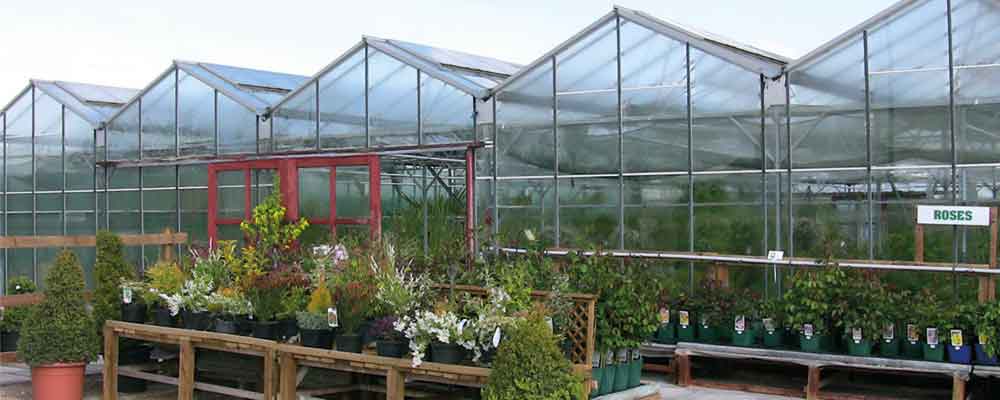 bedding plant for sale in Retford